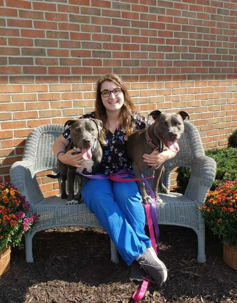 Alex M of Kettering Animal Hospital posing with two grey Pit Bulls